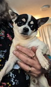 Ozzie