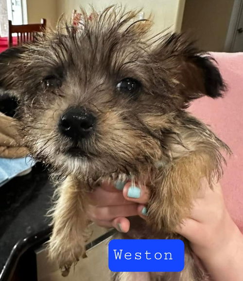 Weston