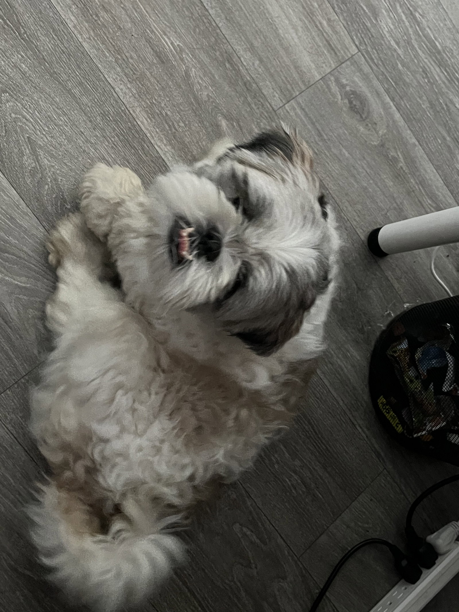 Dog for Adoption Mylo, a Shih Tzu in Ormond Beach, FL Alpha Paw
