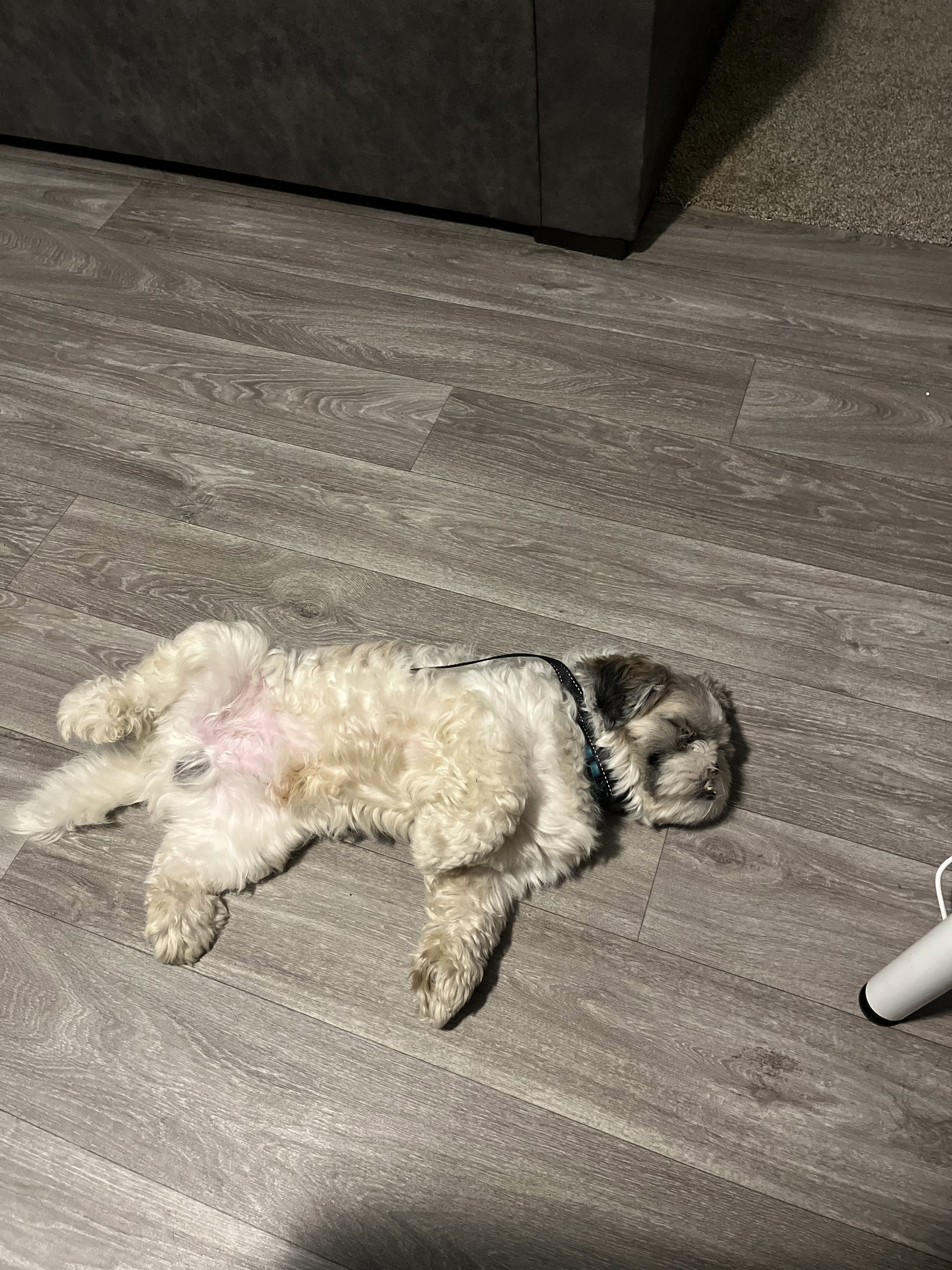 Dog for Adoption Mylo, a Shih Tzu in Ormond Beach, FL Alpha Paw