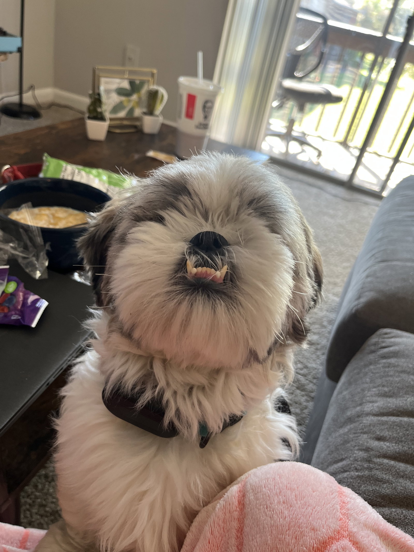 Dog for Adoption Mylo, a Shih Tzu in Ormond Beach, FL Alpha Paw