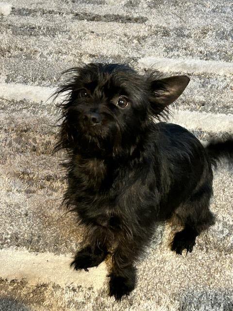 Onyx