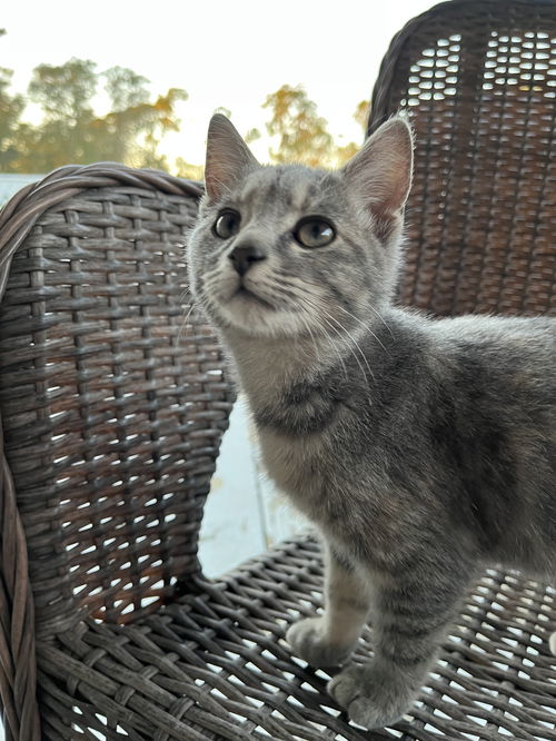 Little Grey