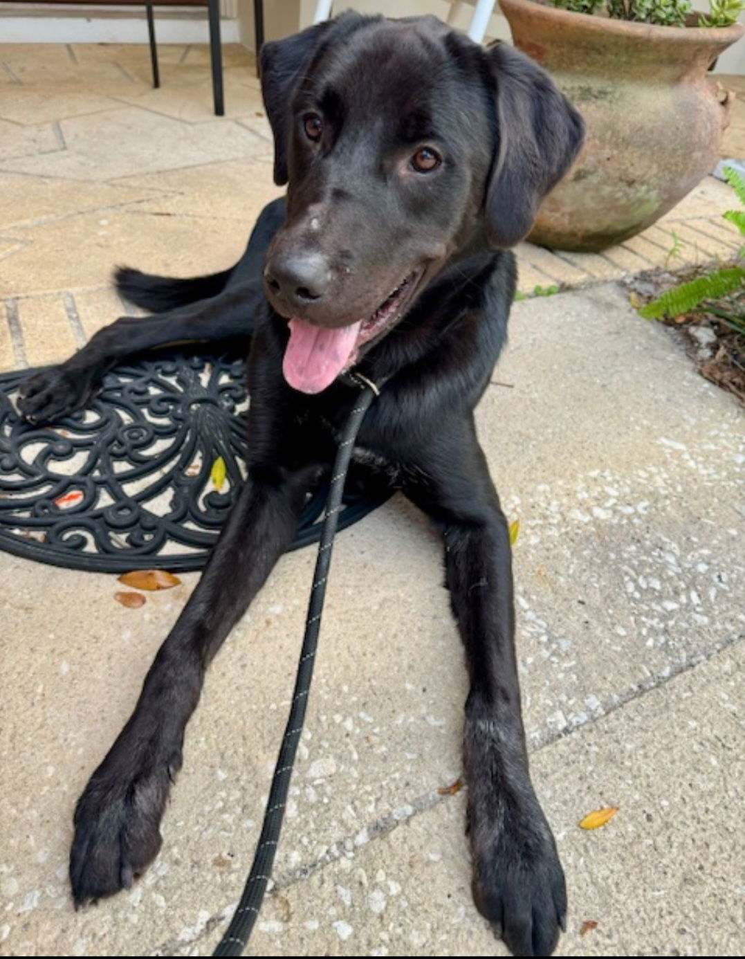 adoptable Dog in Sanford, FL named Teddy