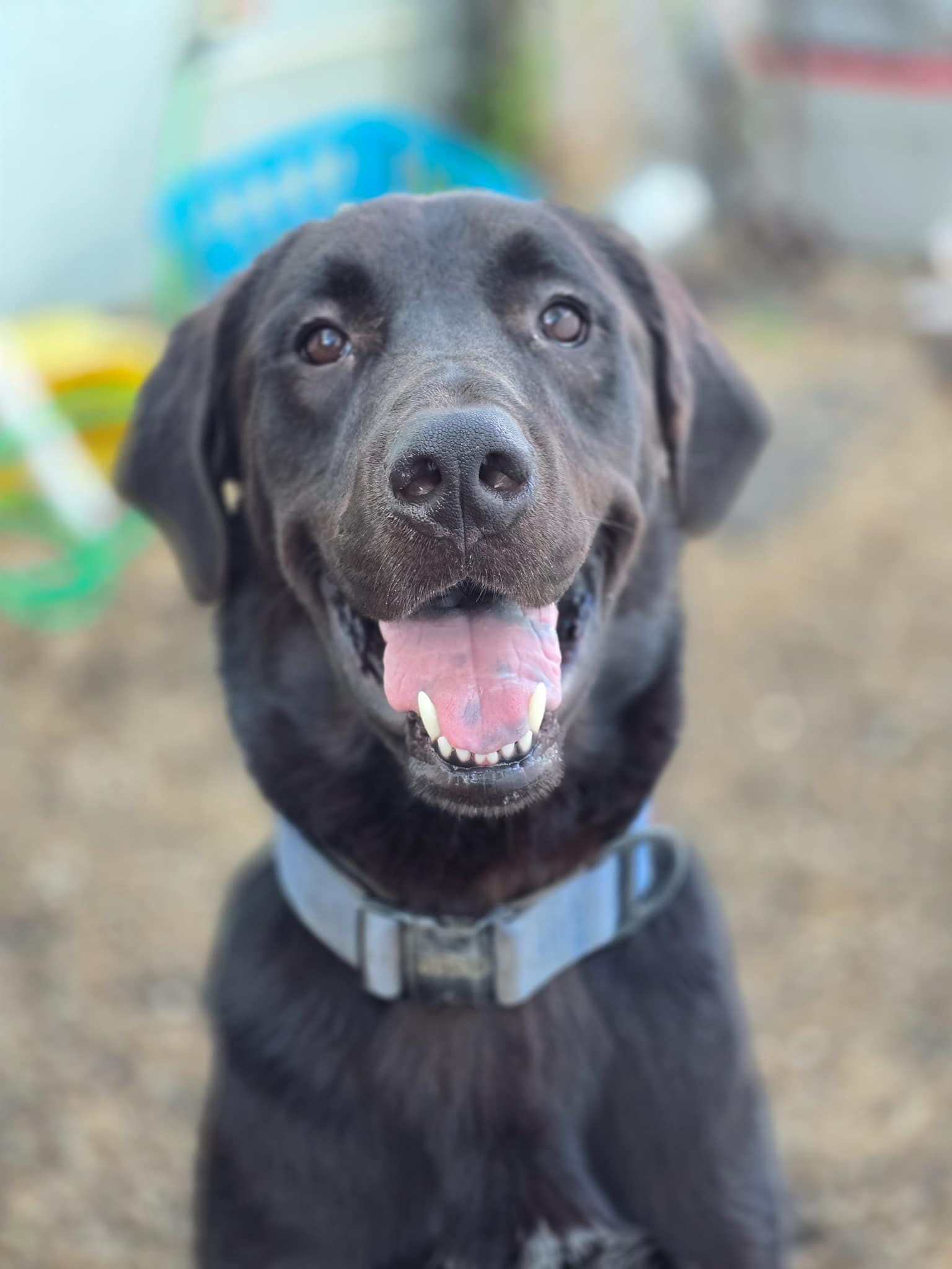 adoptable Dog in Sanford, FL named Teddy