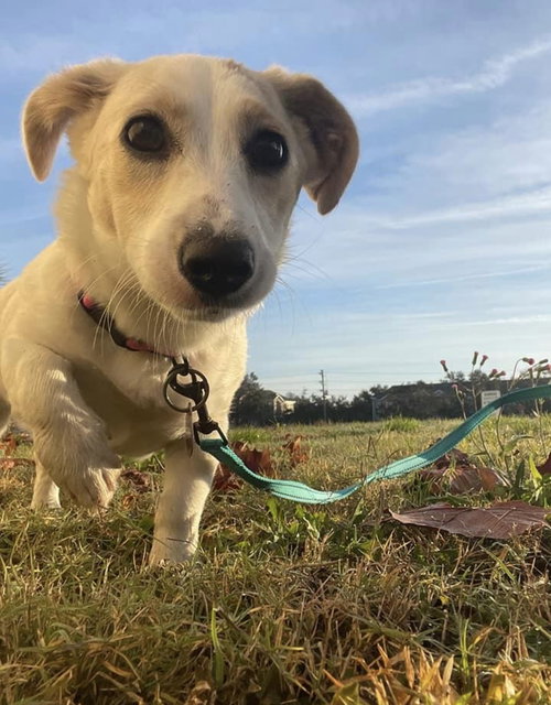Nina the puppy