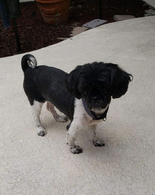 Shih Tzu