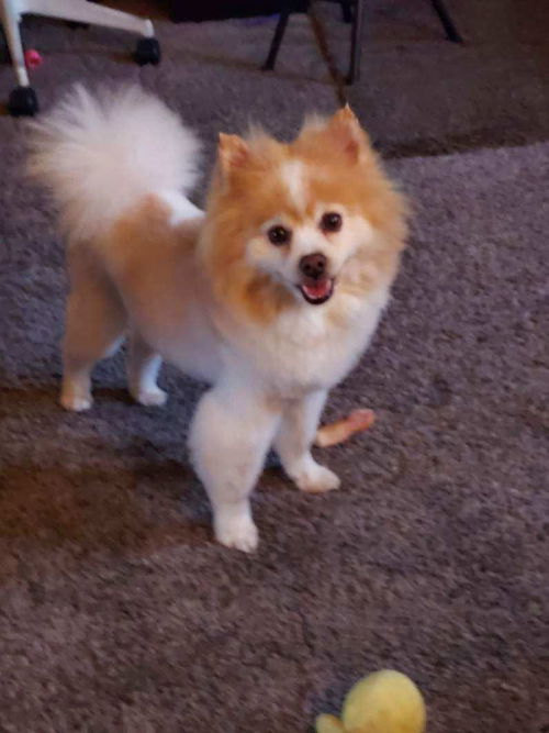 Simba