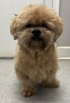 Teddy