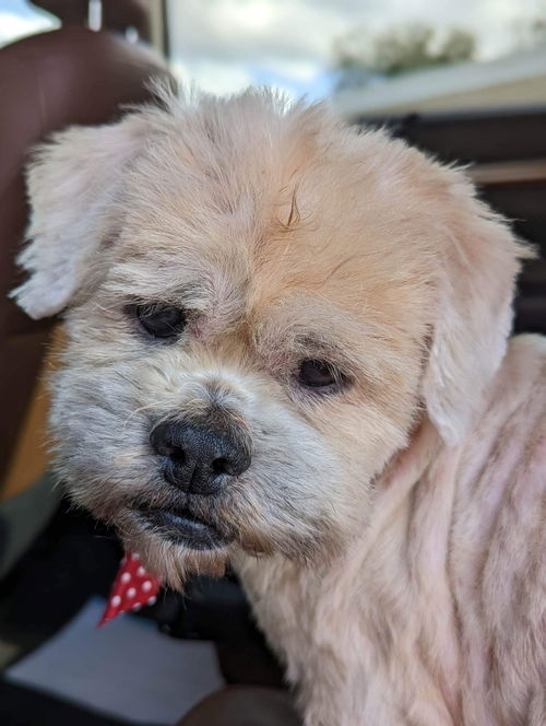 Teddy