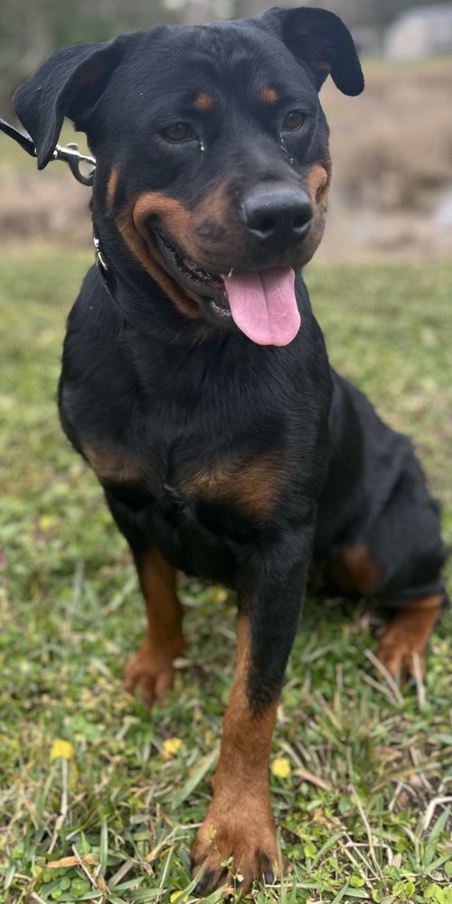 Luna the Rottweiler