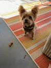 Gizmo