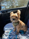 Gizmo