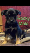Rocky