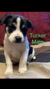 Tucker