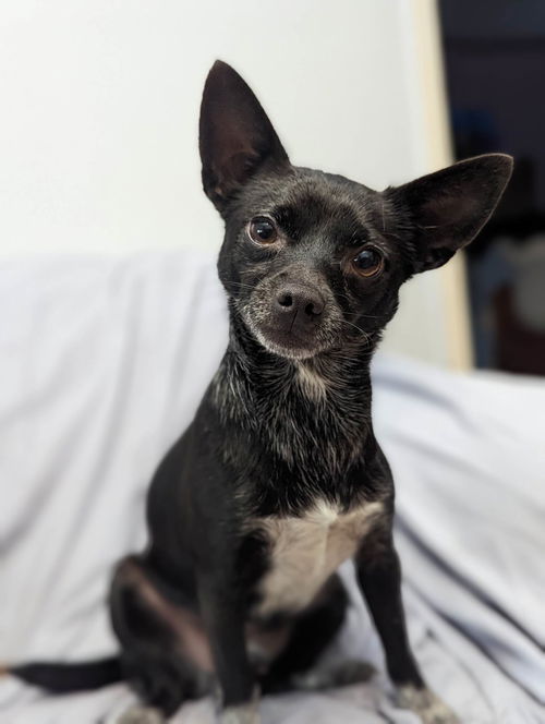 Ollie