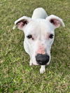 Snoopy the Deaf Dog