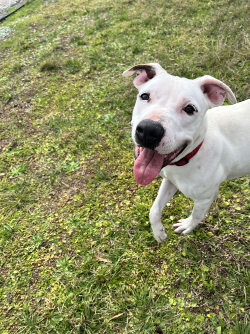 Snoopy the Deaf Dog