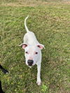 Snoopy the Deaf Dog
