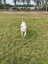 Snoopy the Deaf Dog