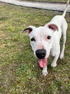 Snoopy the Deaf Dog