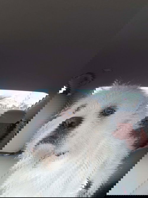 Chewey