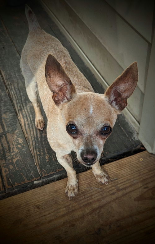 Gidget