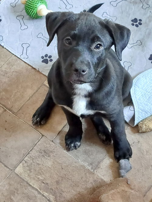 Maya