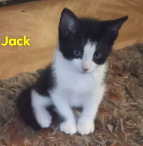 Jack