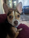 Petey