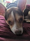 Petey