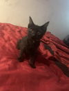 adoptable Cat in , Unknown named "Sid" Vicious