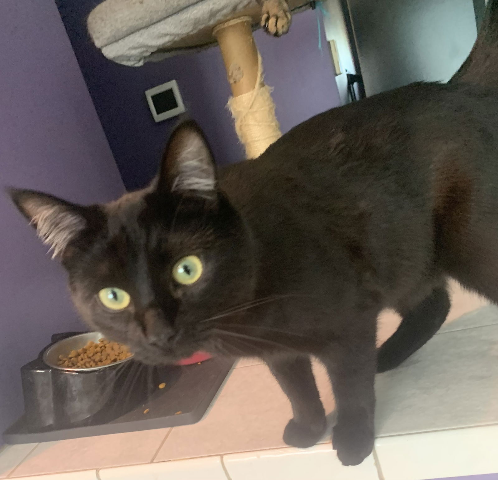 adoptable Cat in Orlando, FL named 