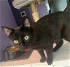 adoptable Cat in orlando, FL named "Cheetah" Chrome