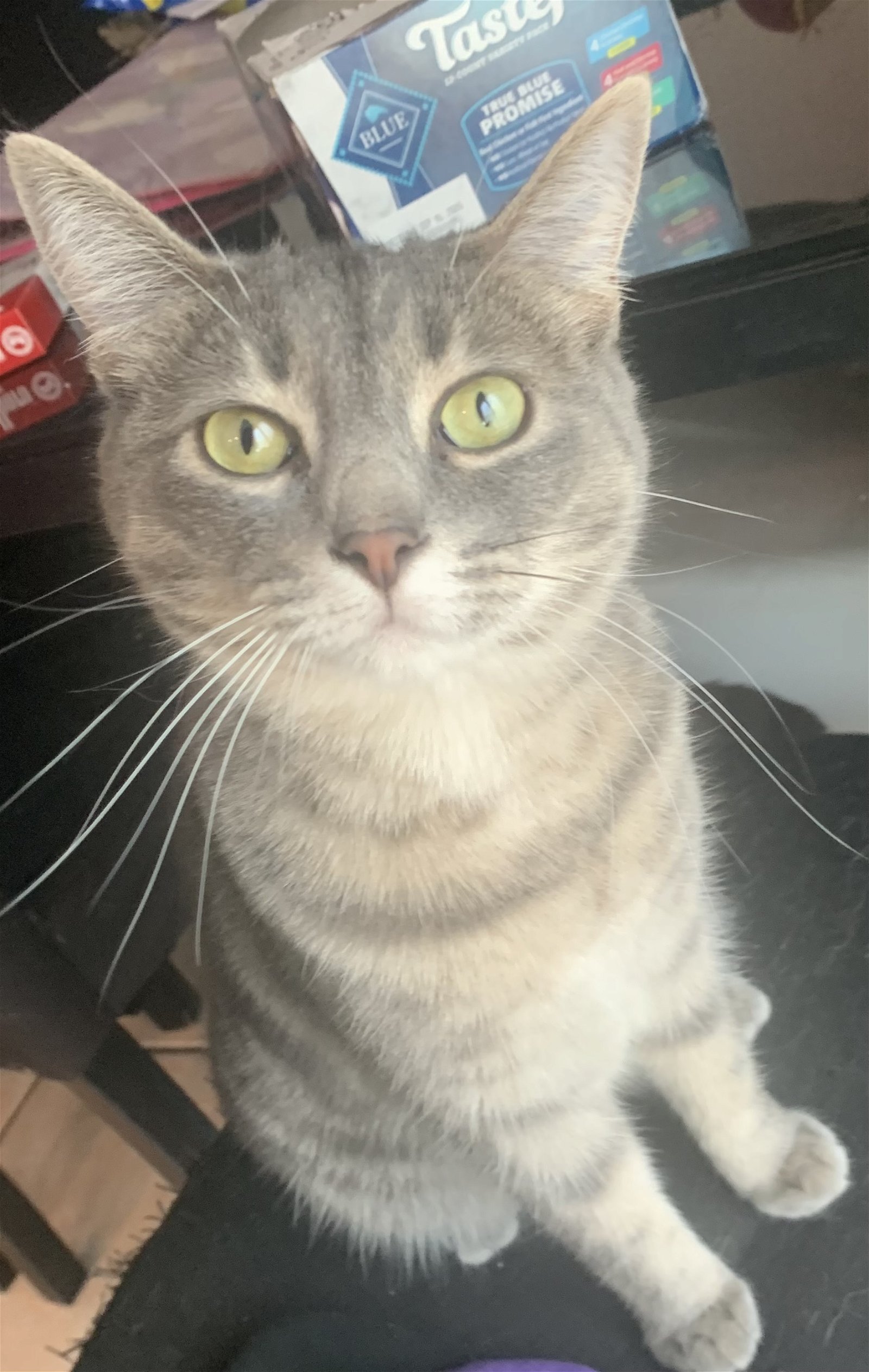 adoptable Cat in Orlando, FL named Joan Jett