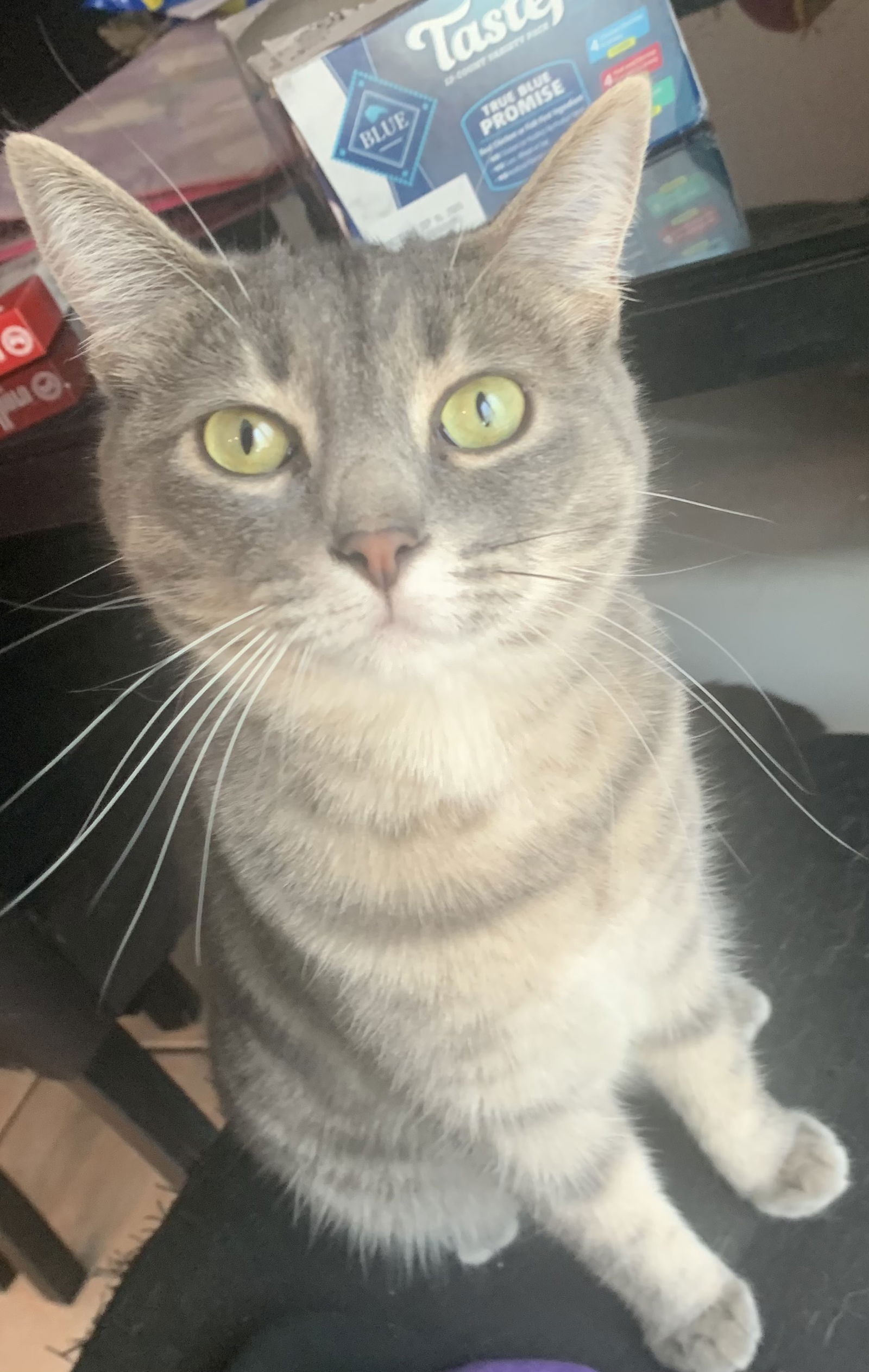 adoptable Cat in Orlando, FL named Joan Jett