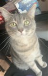 adoptable Cat in orlando, FL named Joan Jett