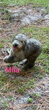 Mila