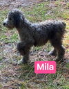 Mila