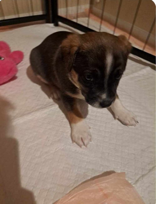 Duke