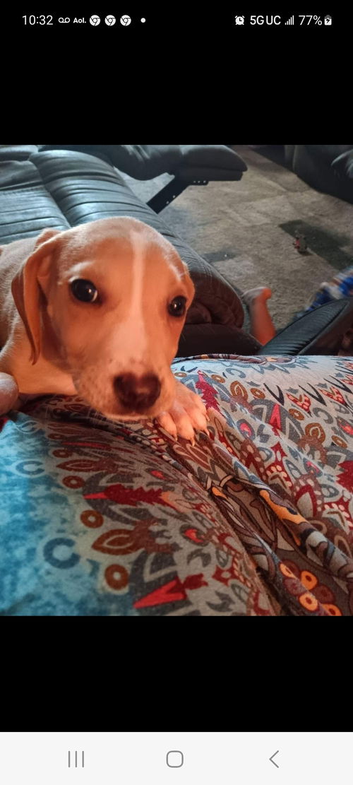 Piper