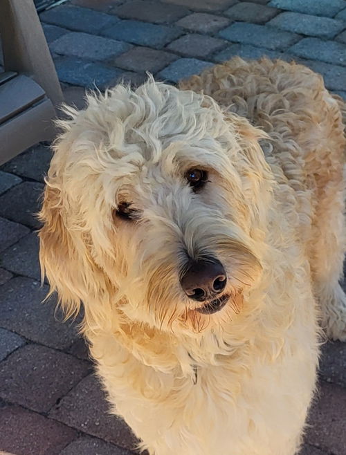 Dolly