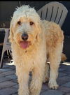 Dolly