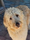 Dolly