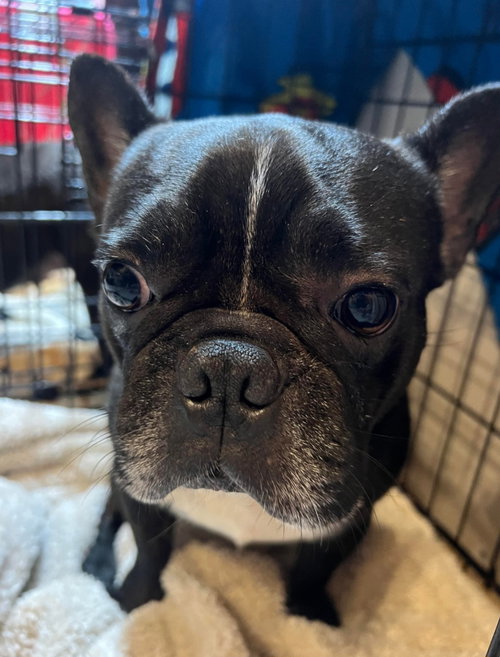 Brutus