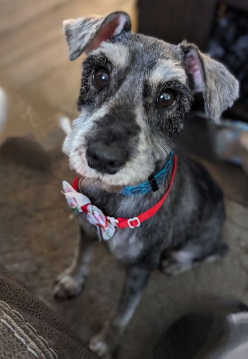 Chico