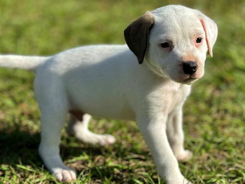 Prancer