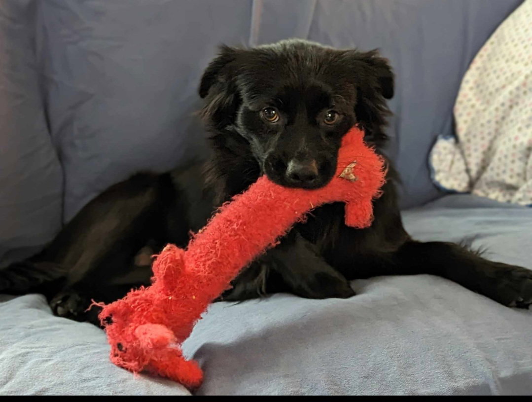 Dog for Adoption London, a Pomeranian in Volusia County, FL Alpha Paw