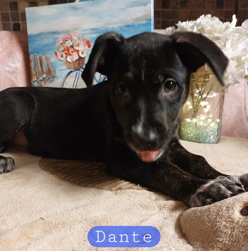 Dante