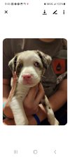adoptable Dog in sanford, FL named Genesis